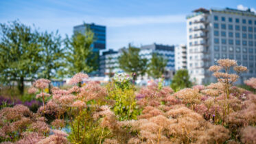 Biologisk mångfald – en strategisk fråga för framtidens förvaltning