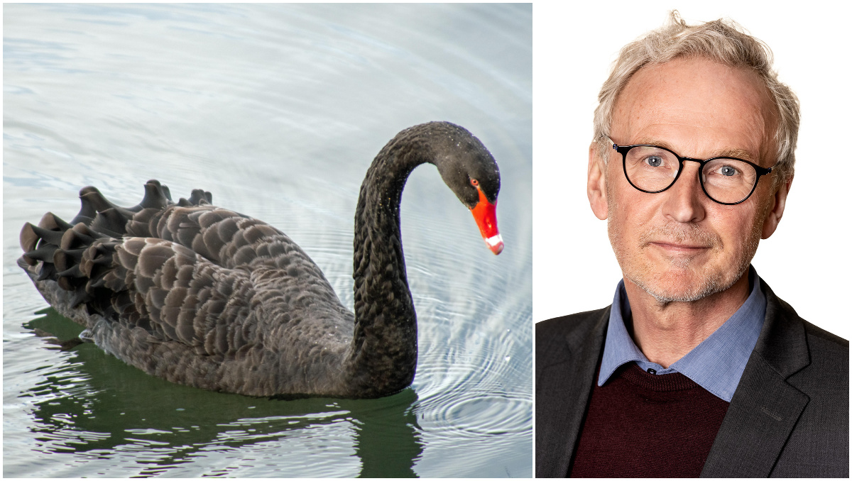 Se till att inköp inte blir den svarta svanen