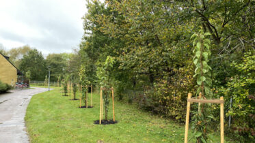 Därför planterade Ängelholmshems 83 träd under 2025